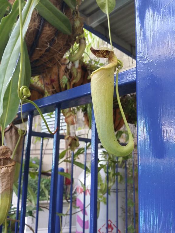 Reef Lodge Backpackers Townsville Ngoại thất bức ảnh